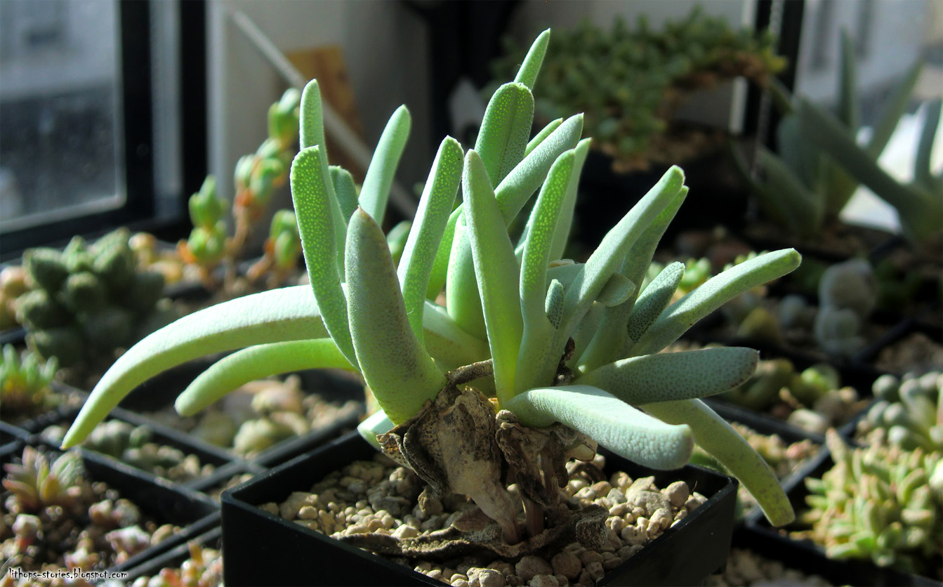 Lithops Stories Cheiridopsis on the windowsill (8 pics)