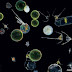 Expedição revela mundo escondido dos plânctones