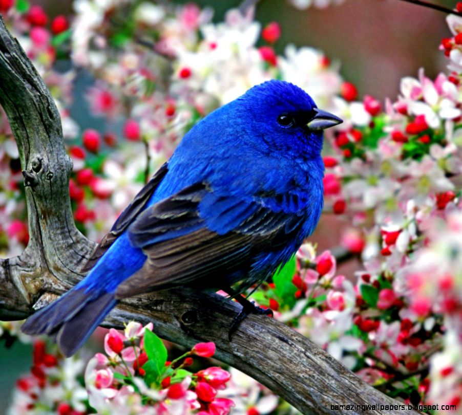 Beautiful Flowers   HD Wallpapers Backgrounds of Your Choice