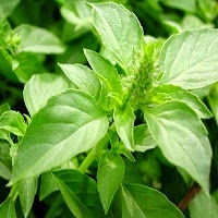 Cara menghilangkan bau badan dengan daun kemangi
