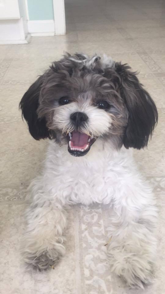 Life As The Coats The Bad Haircut