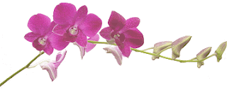 Орхидея цветок имени Анастасия