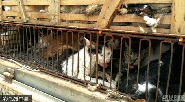 500 Kucing Ini Siap Dihidangkan di Restoran, Untung Saja Polisi Tahu 500 Kucing Ini Siap Dihidangkan di Restoran, Untung Saja Polisi Tahu