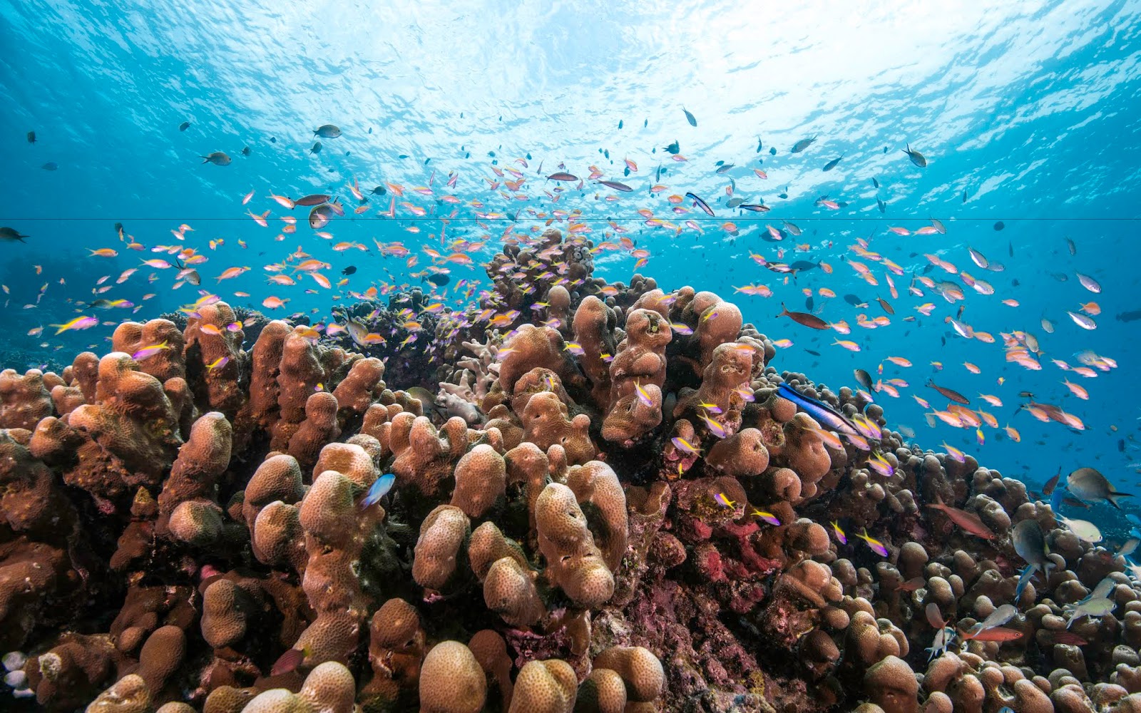 Coral reef ecology: understanding one of the world's most diverse and ...