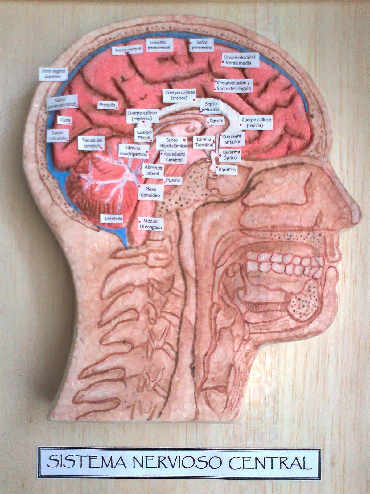 Maquetas Y Arte Sistema Nervioso Central