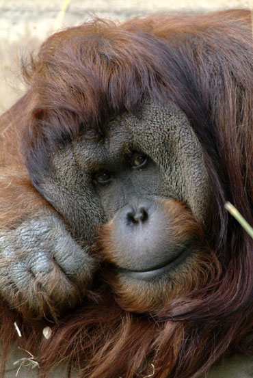 Around The Globe: The Unique Characteristics of Primates