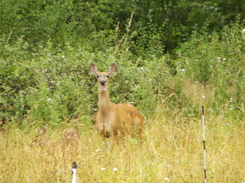 Doe and Fawn by the Apple Tree