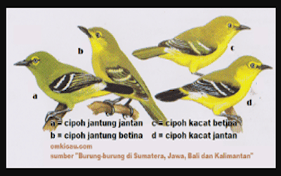 6 Perbedaan Burung Sirtu Atau Cipoh Jantan Dan Betina Unsur Rimba