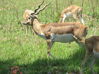 Antilope cervicapra, the Blackbuck