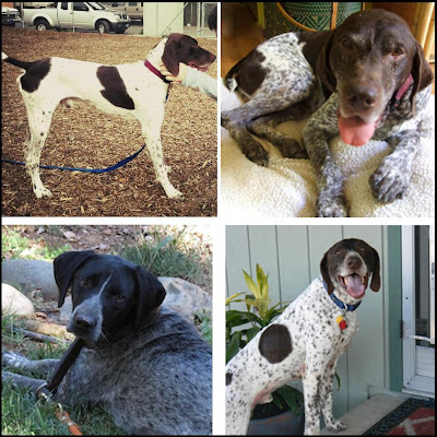 Freckles the Dog GSP Rescue