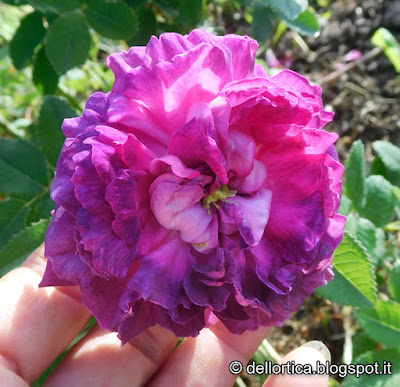 rosa nel giardino della fattoria didattica dell ortica a Savigno Valsamoggia Bologna vicino a Zocca in Appennino