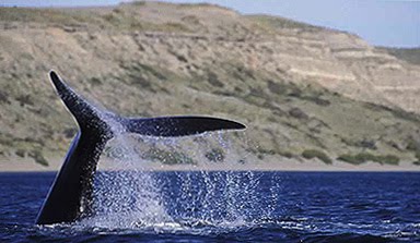 Whale Watching Valdes Peninsula - Puerto Pirámides y Puerto Madryn