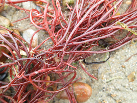 A red seaweed with long fleshy strings for leaves (well, I know they're not actually leaves but . . . )