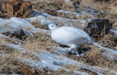 Perdiz nival (Lagopus muta)