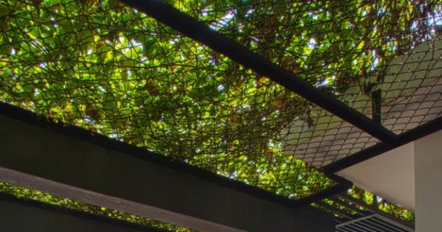 13+ Rumah Impian Hijau PNG