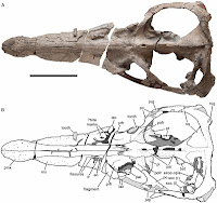 http://sciencythoughts.blogspot.co.uk/2013/08/a-pliosaur-from-jurassic-coast-of-dorset.html