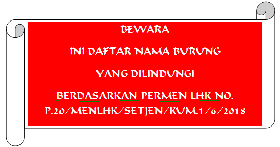 Ini Daftar Nama Burung Yang Dilindungi Menurut Permen Lhk No P 20