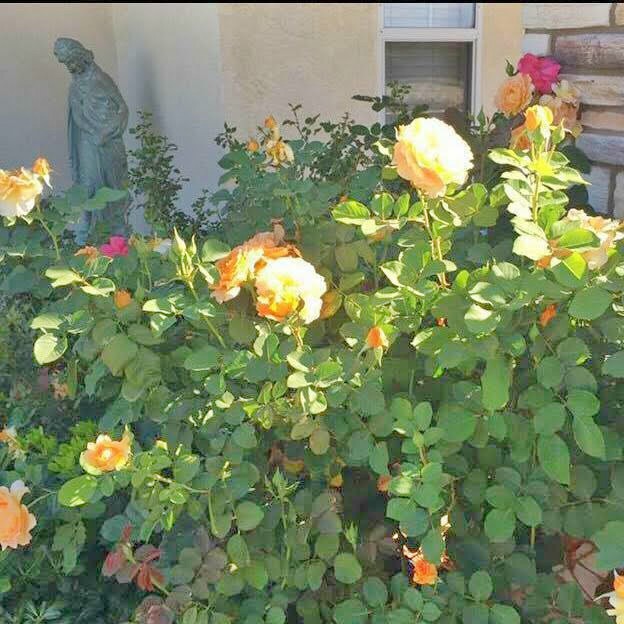 All About Ramona CA Horse properties for sale in Ramona, CA. 2703