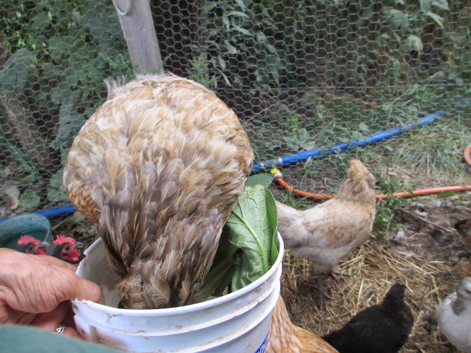 The Rock Body Weight Workout Free Range Fertilized Farm Eggs Kansas