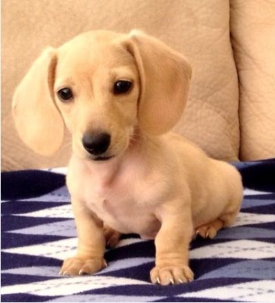 The Dachshund Escapades Beautiful English Cream Dachshunds L