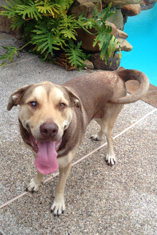 Husky Mixes Dog Training Home Dog Types