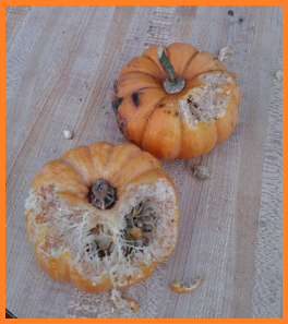 Two mini pumpkins: Top pumpkin has one large piece gnawed off.  Bottom pumpkin is half devoured from the top, in a smile shape.