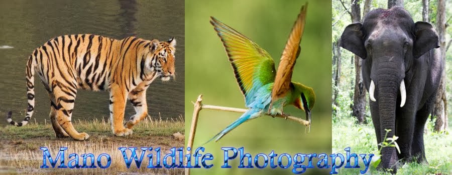 Mano Wildlife Photography