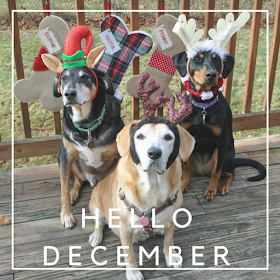 christmas december dogs rescue 