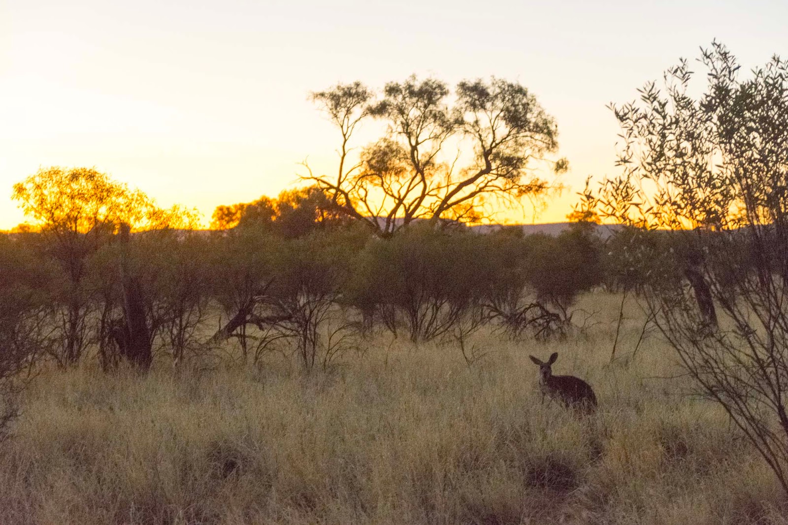 the kangaroo sanctuary alice springs