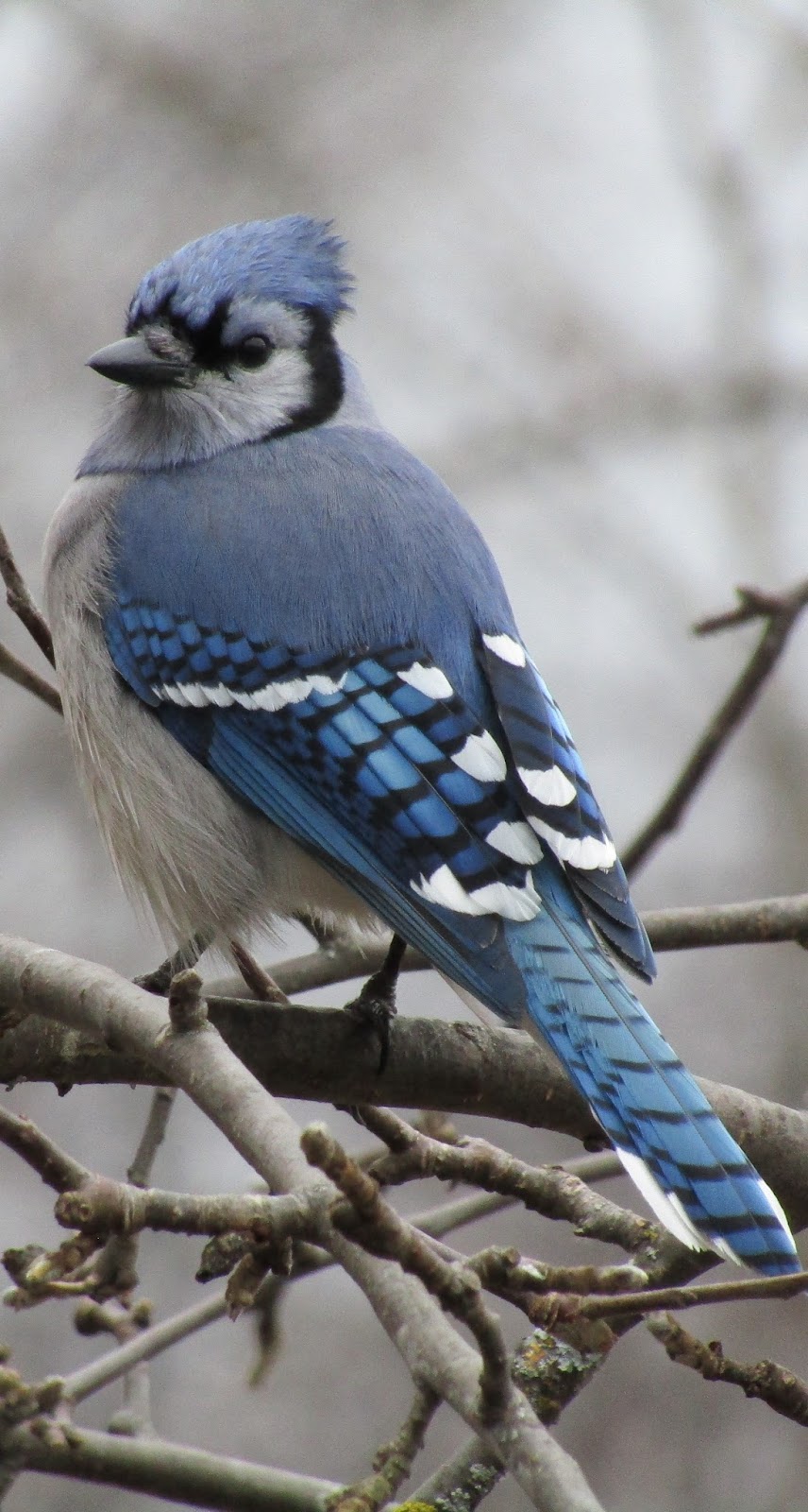 Picture of a blue jay bird.