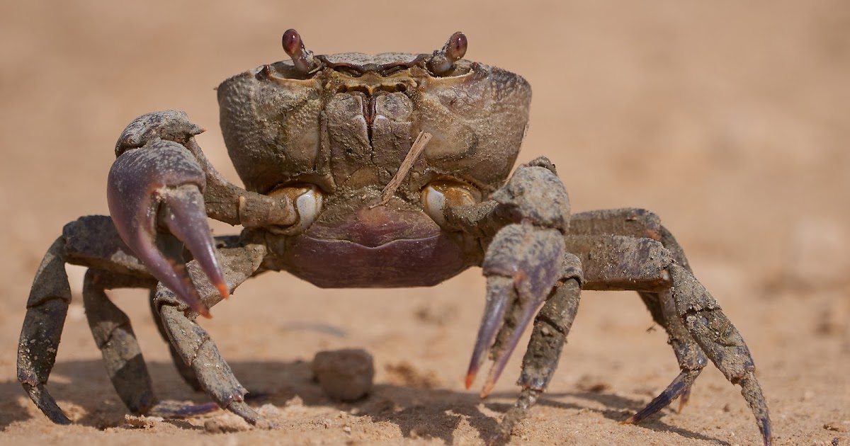 Crab Closeup