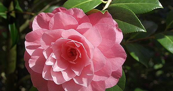 PlantFiles Pictures: Camellia, Hybrid Camellia 'Waterlily' (<i