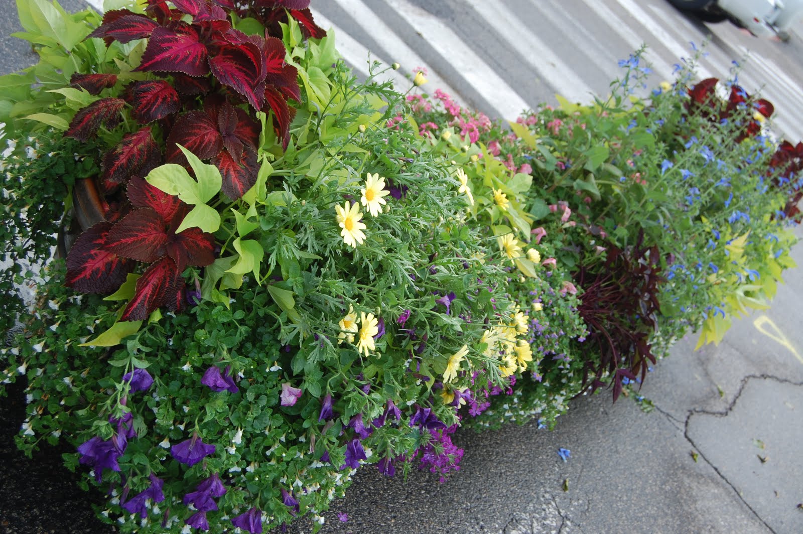 Sprouts Flowers Around Town Ogunquit, Maine on July 4th