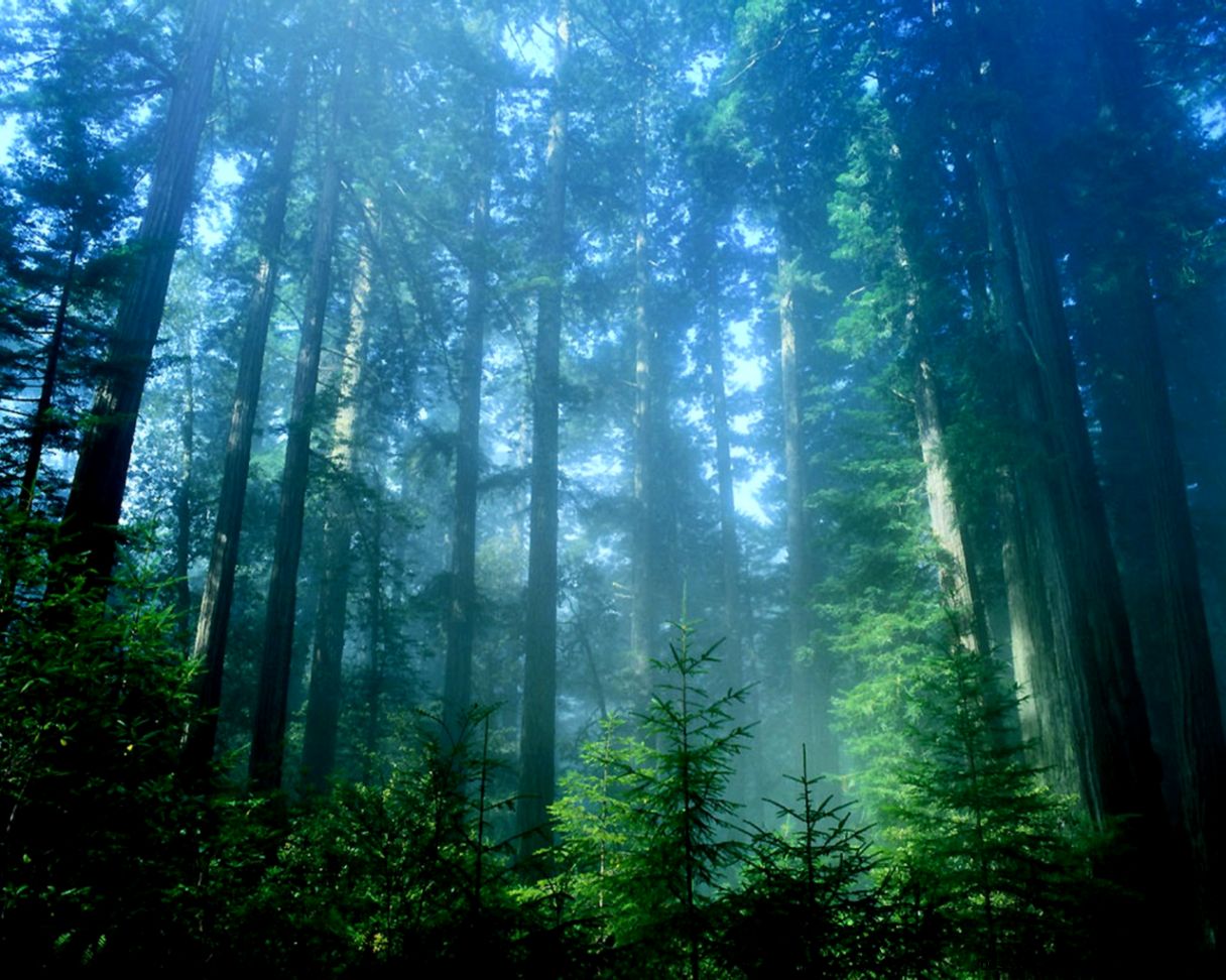 Redwood forest california 6908808