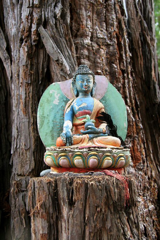 Nessy Designs Land of Medicine Buddha