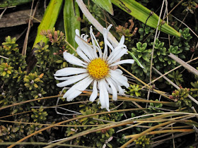 mountain-daisy-ruapehu- nz