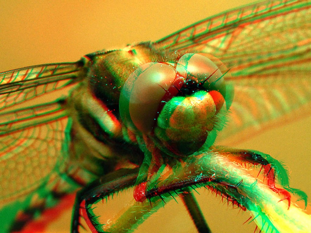 Twisted Reverie: Anaglyphs