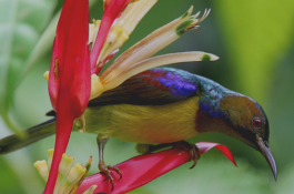 11+ Harga burung kolibri wulung terbaru terbaru