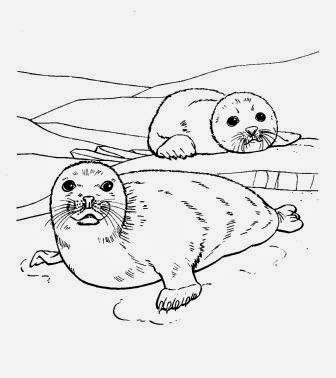 Photokabalfalah Gambar Mewarnai Anjing Laut