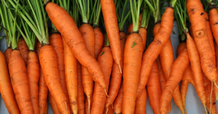 Describe Ingredients Root Vegetable Sayuran Akar