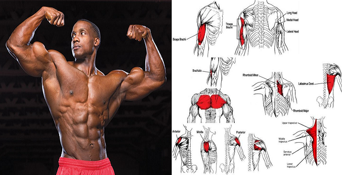Muscle Day : Upper-Body Muscle Exercises