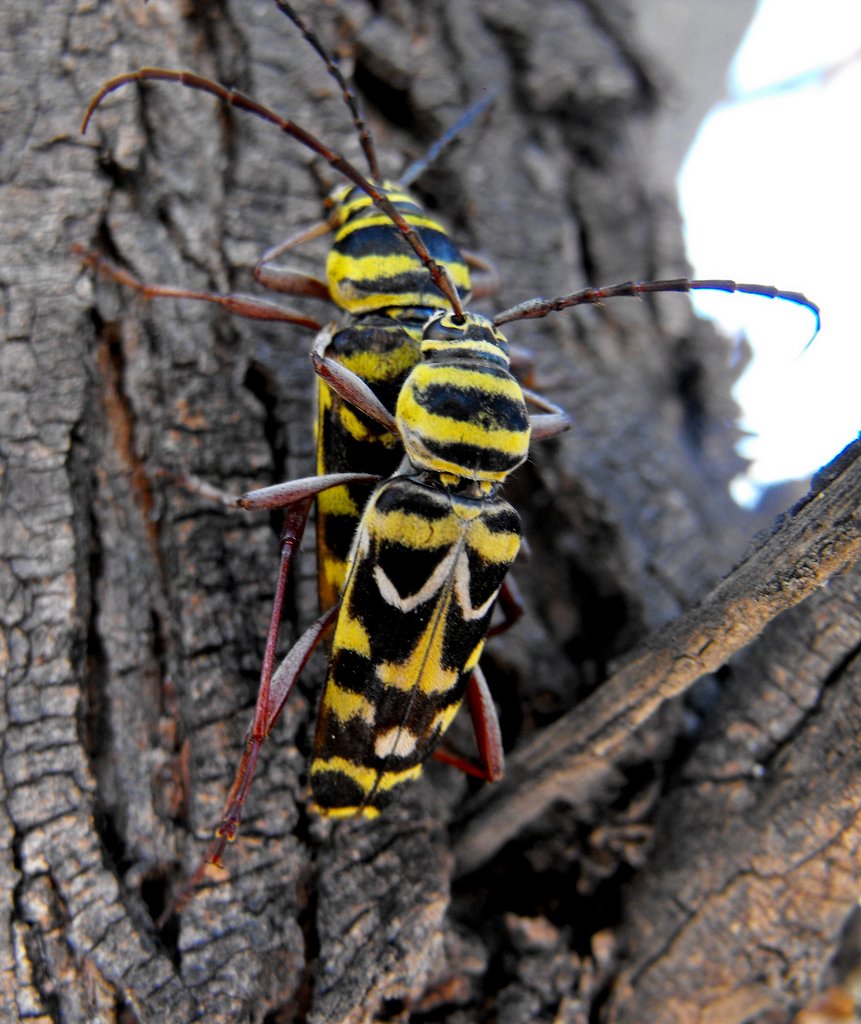 Crooked Beak Field photos of the Honey Mesquite Borer