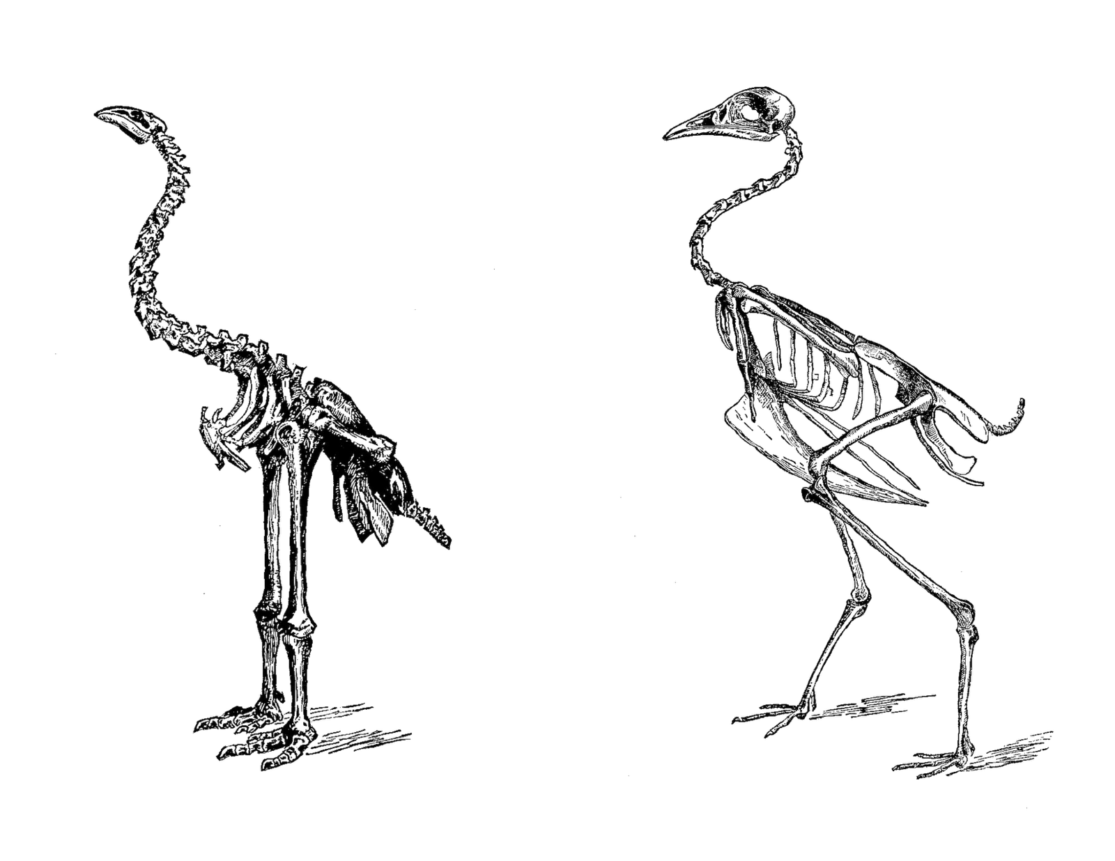 Скелет птицы легко. Скелет нелетающих птиц. Бескилевые скелет. Скелет страуса.