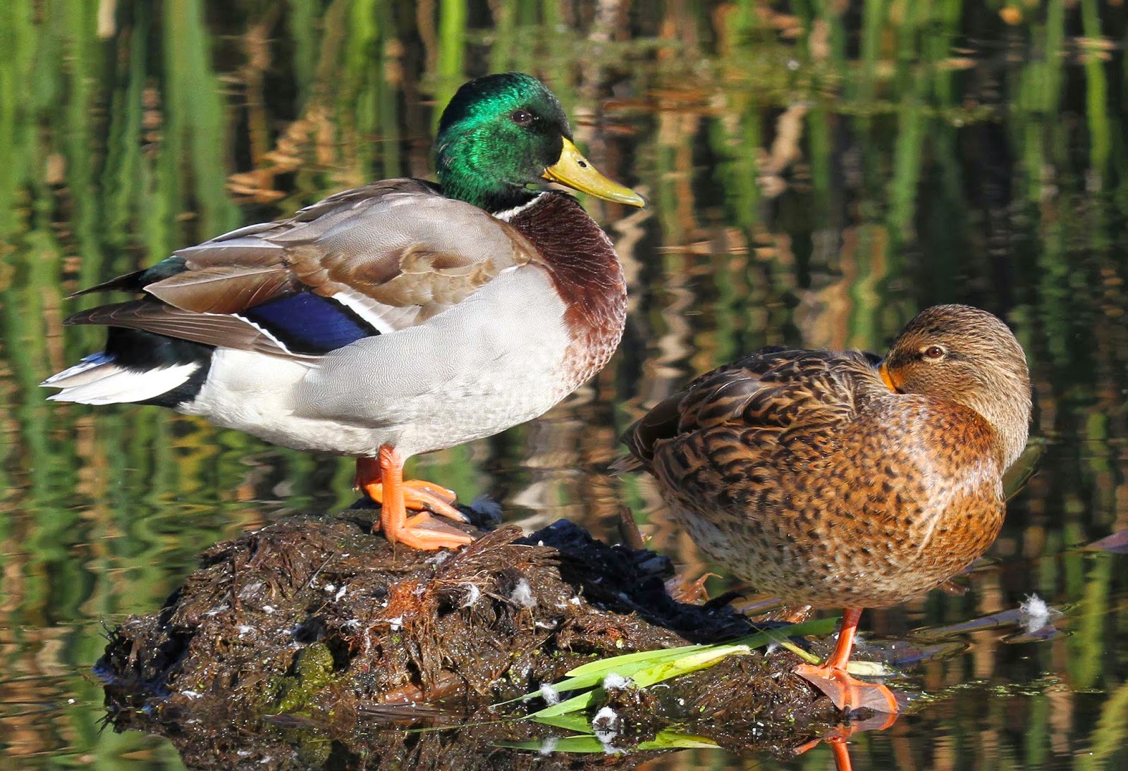 All of Nature: Mallards and Wood Ducks at Springbrook to Migrate Soon