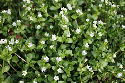 CARLETTA'S CAPTURES: Up Close With Chickweed