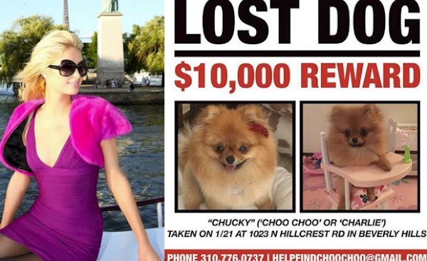 Paris Hilton ofrece recompensa para localizar a perrita Pomerania