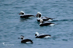Pato havelda - Long-tailed duck - Clangula hyemalis. Cuatro machos y una hembra (en primer plano), todos ellos en plumaje de adulto e invernal. Los machos presentan esa característica cola larga y fina.