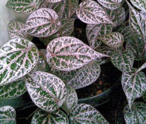 21+ Contoh Tulang Daun Melengkung dan Foto/Gambarnya