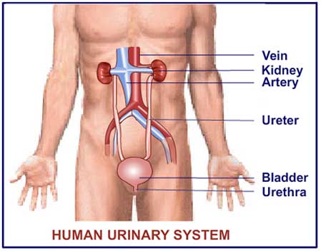 urinary-system.jpg