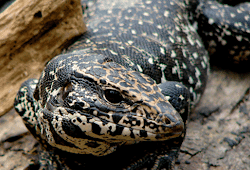 19 Arti mimpi biawak togel